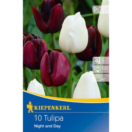 Tulipán-Duo Night and Day (KP)