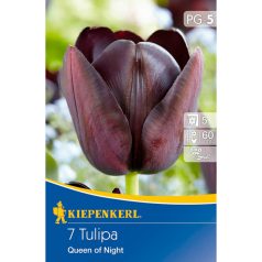 Kései tulipán Queen of Night (KP)