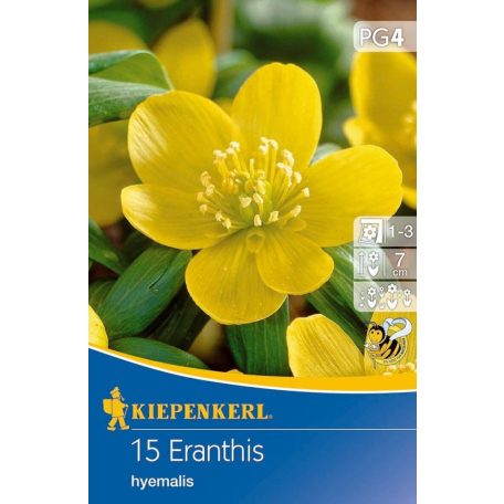 Eranthis hyemalis (téltemető) (KP)