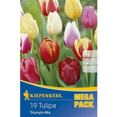 Mega-Pack Tulipán Triumph-Mix (KP)