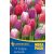 Mega-Pack Tulipán Big Pride Mix (KP)