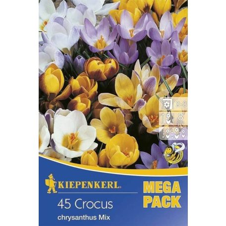 Mega-Pack Botanikai krókusz színkeverék - 40 db (KP)