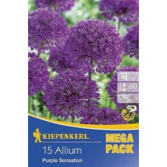 Mega-Pack Allium Purple Sensation (KP)