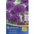 Mega-Pack Allium Purple Sensation (KP)