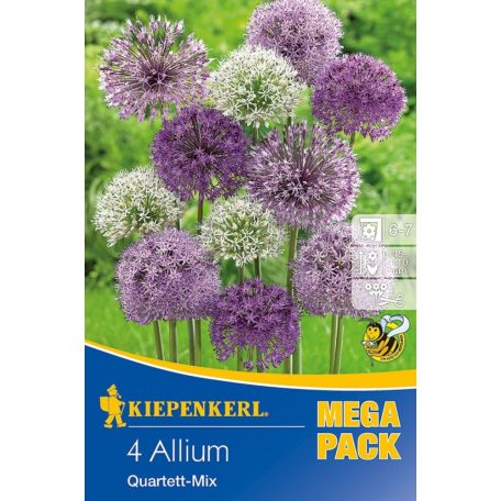 Mega-Pack Allium Quartett nagyvirágú keverék (KP)