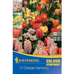   Colour Symphony 'Orange Harmony'(nárcisz-tulipán-jácint, narancssárga-sárga) (KP)