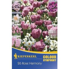   Colour Symphony 'Rose Harmony' (jácint-tulipán-nárcisz-krókusz-szellőrózsa, rózsaszín) (KP)