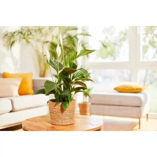 compo-tapoldat-complete-1l