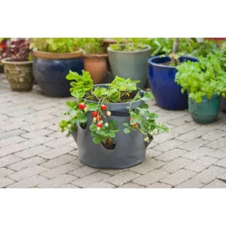   Termesztőzsák szamócának - nem szőtt PET 400 g/m², szürke, 35xØ35cm