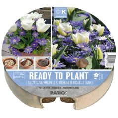   Tulipán & anemone - ültetésre kész virághagyma csomag plant-o-mat tálca Ø 24 cm - 19 db