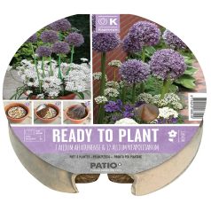   Allium - ültetésre kész virághagyma csomag plant-o-mat tálca Ø 24 cm - 19 db