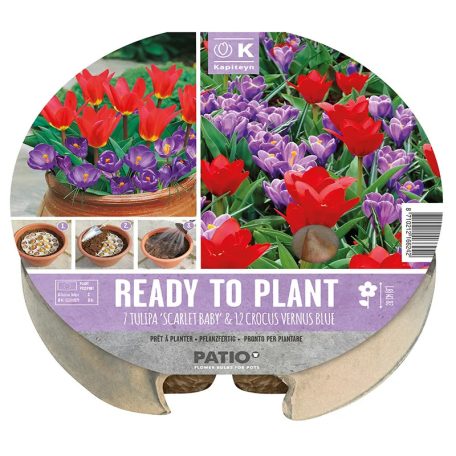 Tulipán & krókusz - ültetésre kész virághagyma csomag plant-o-mat tálca Ø 24 cm - 19 db