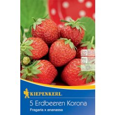 Szamóca Erdbeeren Korona KP