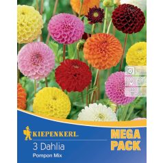 Mega-Pack Dahlia Pompon Mix (KP)