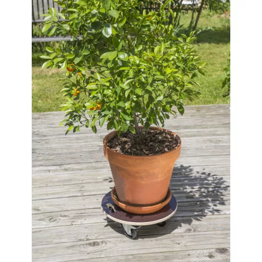 Flora roll strong gurulós növényalátét fekete/barna átmérő 40cm – Virágcserepek, virágládák