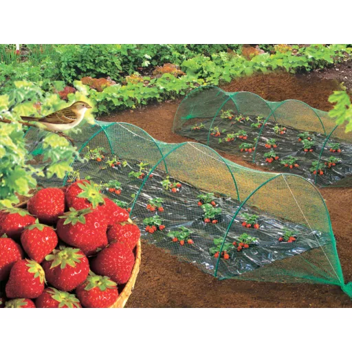 BIRDNET madárháló