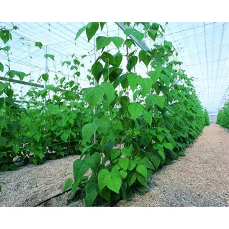 trellinet-uborkahalo-zold-1-7x20