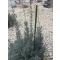BAMBOO PLAST műanyag bevonatú bambuszkaró zöld - 0,6m