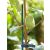 SPLIT BAMBOO festett bambusz pálcák zöld 0,4m - 25db/csomag