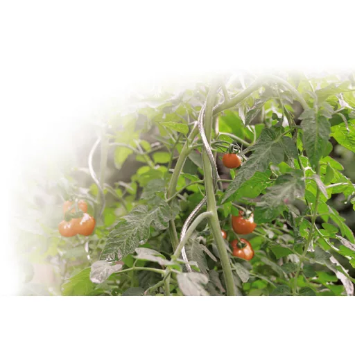 tomato-spiral-ezust-1-8m
