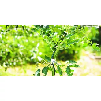 tomato-spiral-zold-1-7m