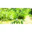 TOMATO SPIRAL EPOXY spirál alakú paradicsomkaró – zöld 1,7m – Karók, viráglétrák, kerti rácsok