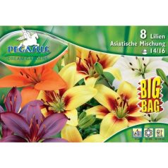 Pegasus Dahlia Asiatic Lily Mix BIG BAG (KP)