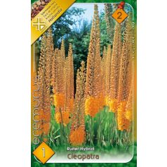   Eremurus Ruiter hybrid Cleopatra / Korbácsliliom narancssárga (LA)