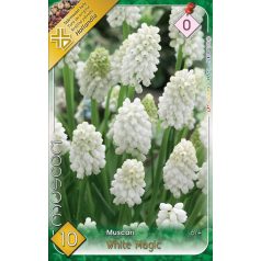 Muscari White magic / White magic gyöngyike 10 db (LA)