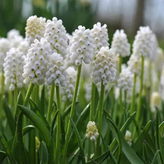 Muscari White magic / White magic gyöngyike 10 db (LA)
