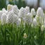 Muscari White magic / White magic gyöngyike 10 db (LA)