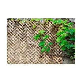 Wick Trellis vessző apácarács natúr 1x2m