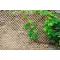 Wick Trellis vessző apácarács natúr 1x2m