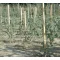 ACACIA akáckaró 170 cm – Karók, viráglétrák, kerti rácsok