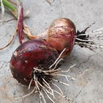 Red Brunswick Vöröshagyma BIO (Allium Cepa) (Vetőmag)