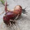 Red Brunswick Vöröshagyma BIO (Allium Cepa) (Vetőmag) – Palántázás
