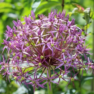 Allium christophii /léggömbhagyma 5 db (LA)