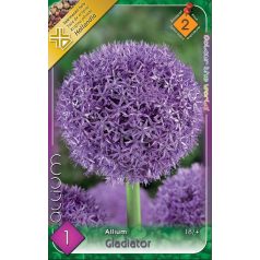 Allium Gladiator / Óriás díszhagyma 1 db (LA)