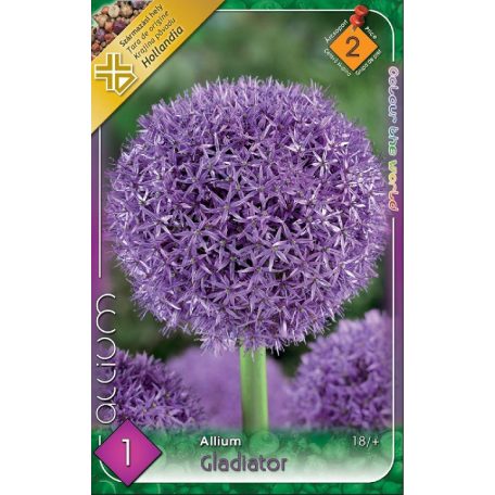 Allium Gladiator / Óriás díszhagyma 1 db (LA)