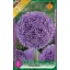 Allium Gladiator / Óriás díszhagyma 1 db (LA)