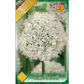   Allium Mount Everest/ Óriás díszhagyma 1 db/csomag (Virághagyma) (LA)