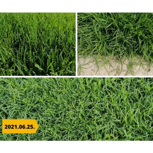 barenbrug-bermuda-05kg