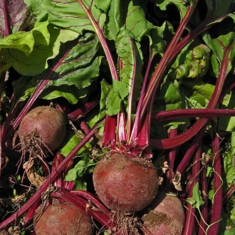 Robuschka Céklaszelet BIO (Beta vulgaris) (Vetőmag) – Palántázás