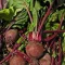Robuschka Céklaszelet BIO (Beta vulgaris) (Vetőmag)