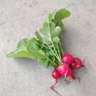 Cherry Bell Hónapos retek BIO (Raphanus sativus) (Vetőmag) – Palántázás