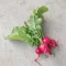 Cherry Bell Hónapos retek BIO (Raphanus sativus) (Vetőmag)