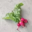 Cherry Bell Hónapos retek BIO (Raphanus sativus) (Vetőmag) – Palántázás
