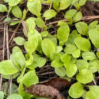   Május királynője Fejes saláta BIO (Lactuca sativa) (Vetőmag)