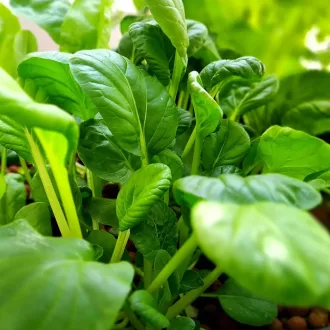   Tai Sai Pak Choi BIO - Bordáskel (Brassica rapa subsp. chinensis) (Vetőmag)