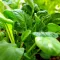 Tai Sai Pak Choi BIO - Bordáskel (Brassica rapa subsp. chinensis) (Vetőmag)